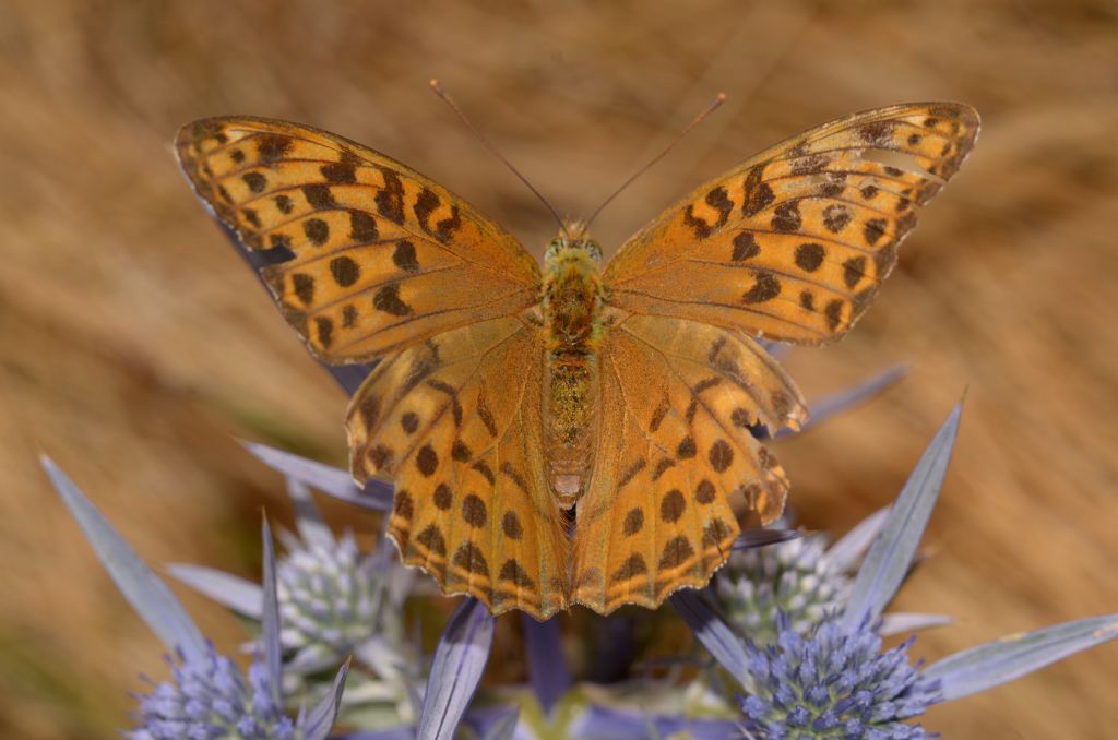 Lepidottero da identificare - Argynnis (Argynnis) paphia, Nymphalidae